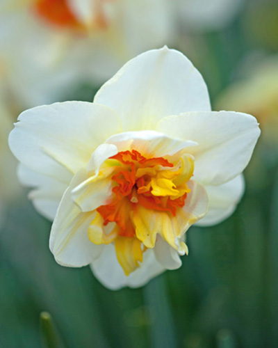 Narcis plnokvetý strapkatý Flower Drift 12/14, 100 kusov  